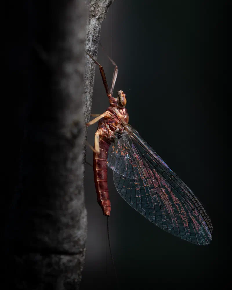 Schildhaft unbestimmt (Ecdyonurus spec.)