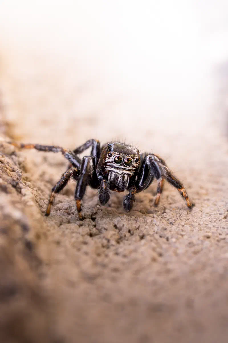 Springspinne (Salticidae spec.)