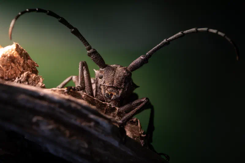 Weberbock (Lamia textor)