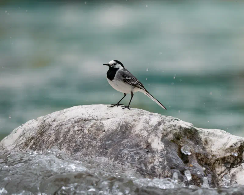 Bachstelze (Motacilla alba)