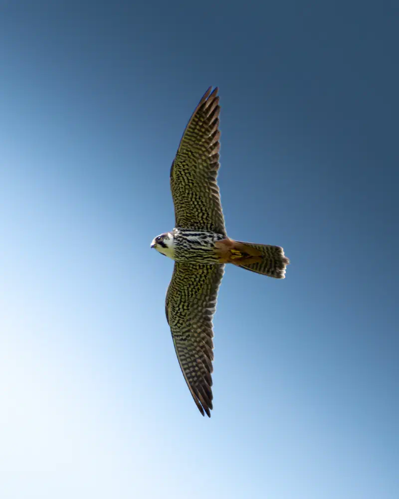 Baumfalke (Falco subbuteo)