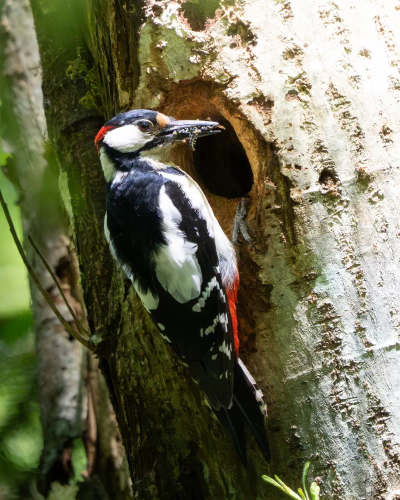 Buntspecht (Dendrocopus major)