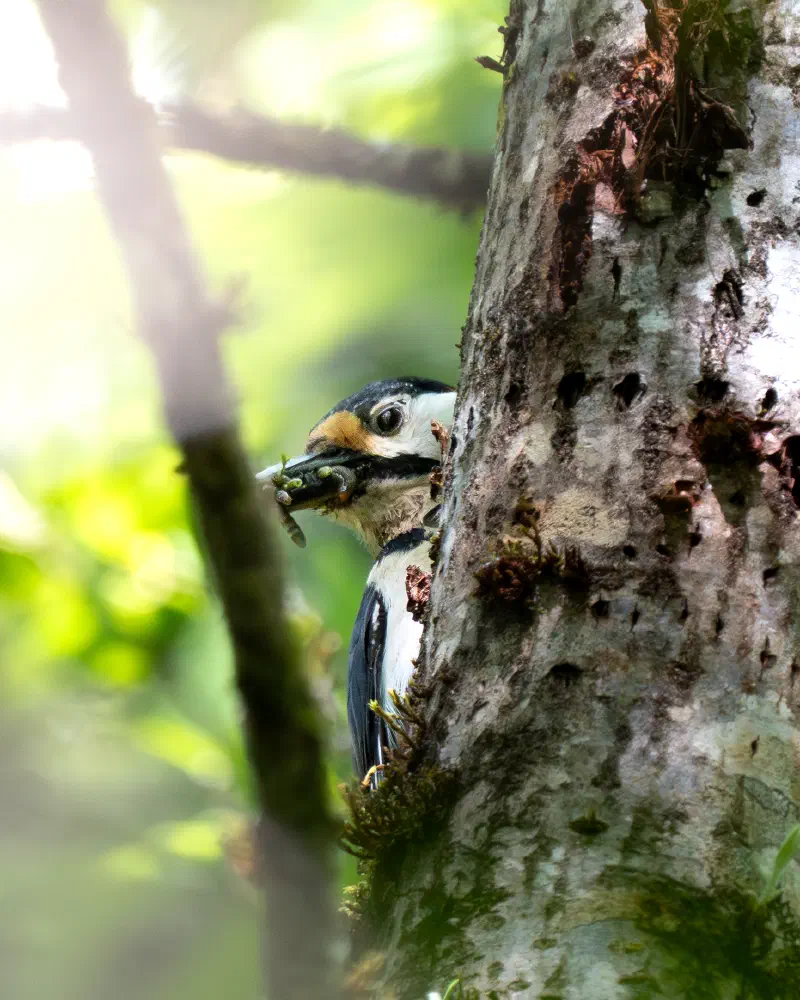 Buntspecht (Dendrocopus major)