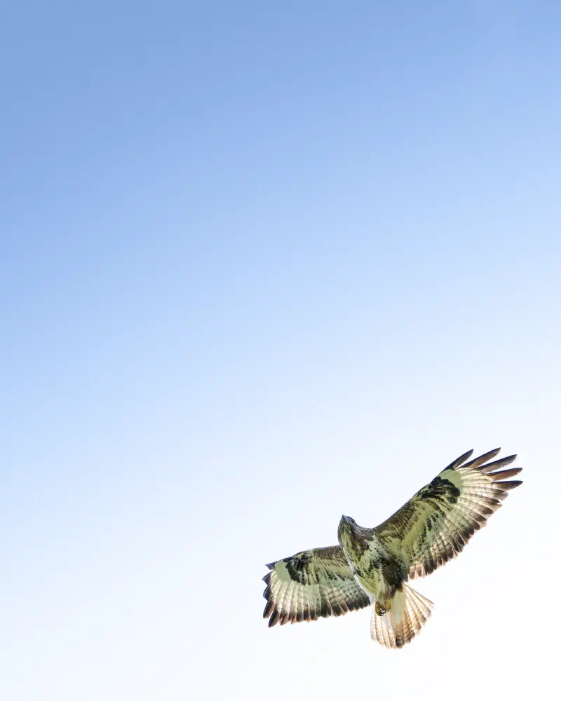Mäusebussard (Buteo buteo)