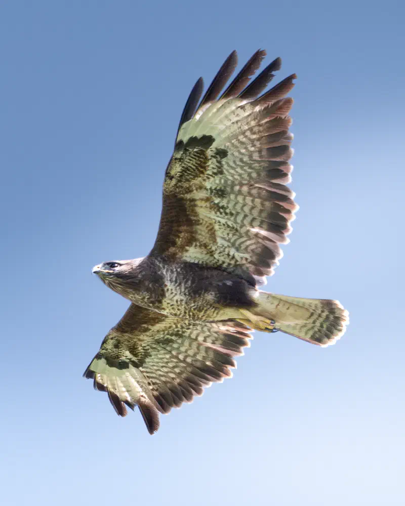Mäusebussard (Buteo buteo)