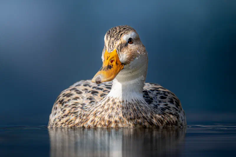 Weibliche Stockente (Anas platyrhynchos)