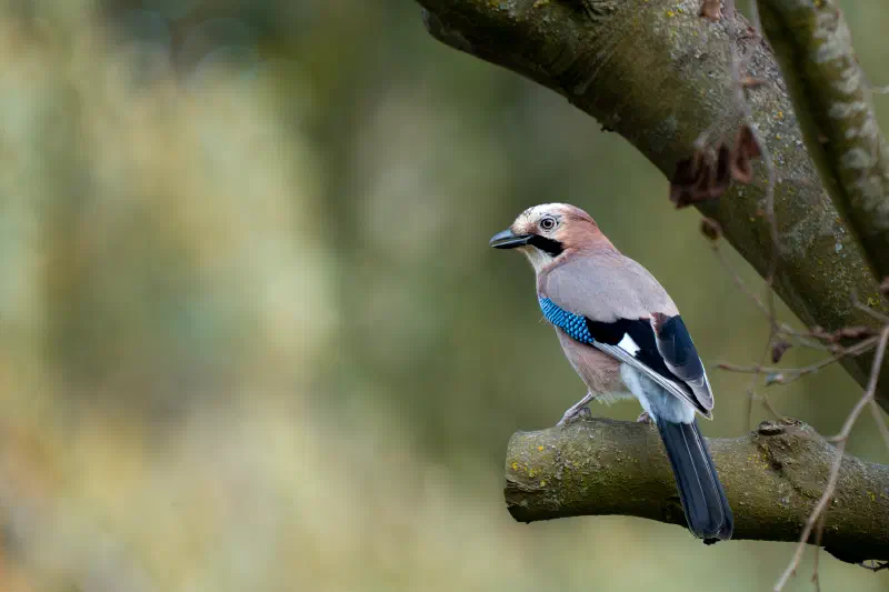 Eichelhäher (Garrulus glandarius)