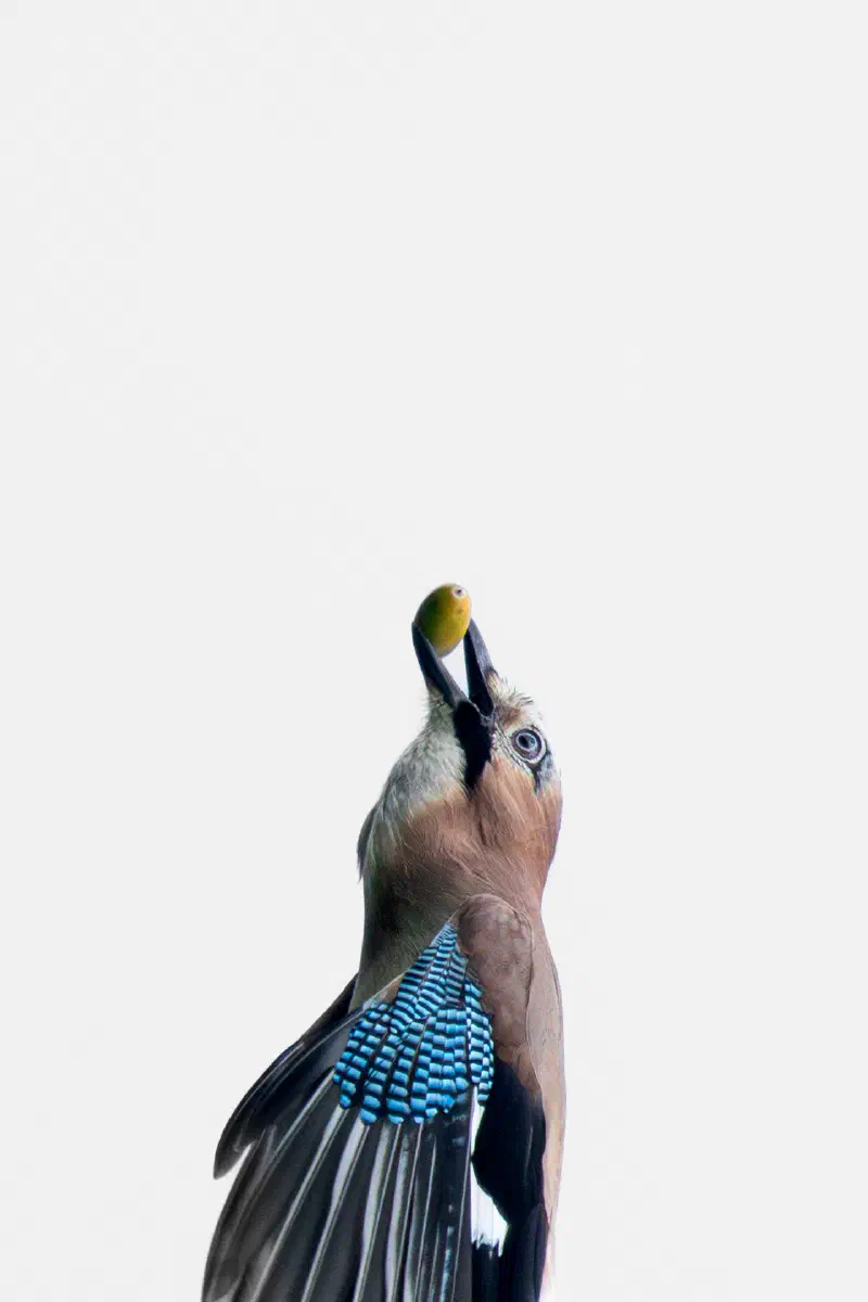 Eichelhäher (Garrulus glandarius)