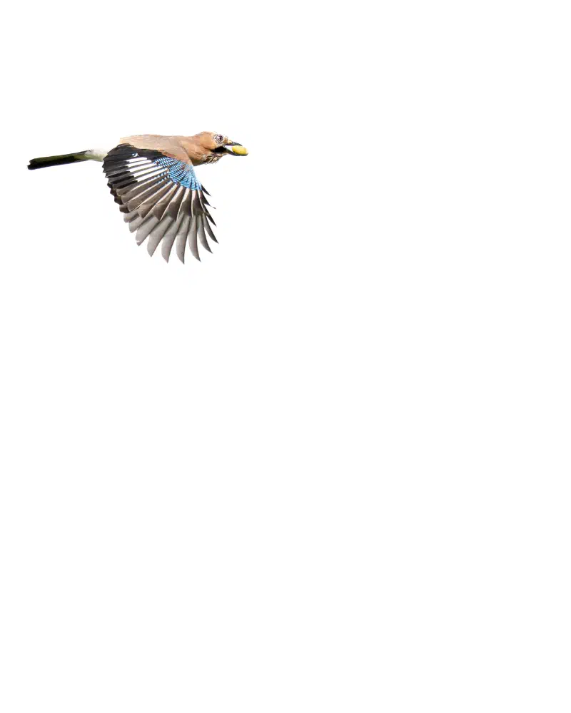 Eichelhäher (Garrulus glandarius)