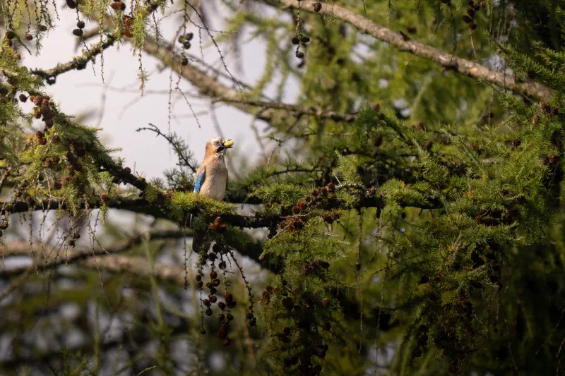Eichelhäher (Garrulus glandarius)