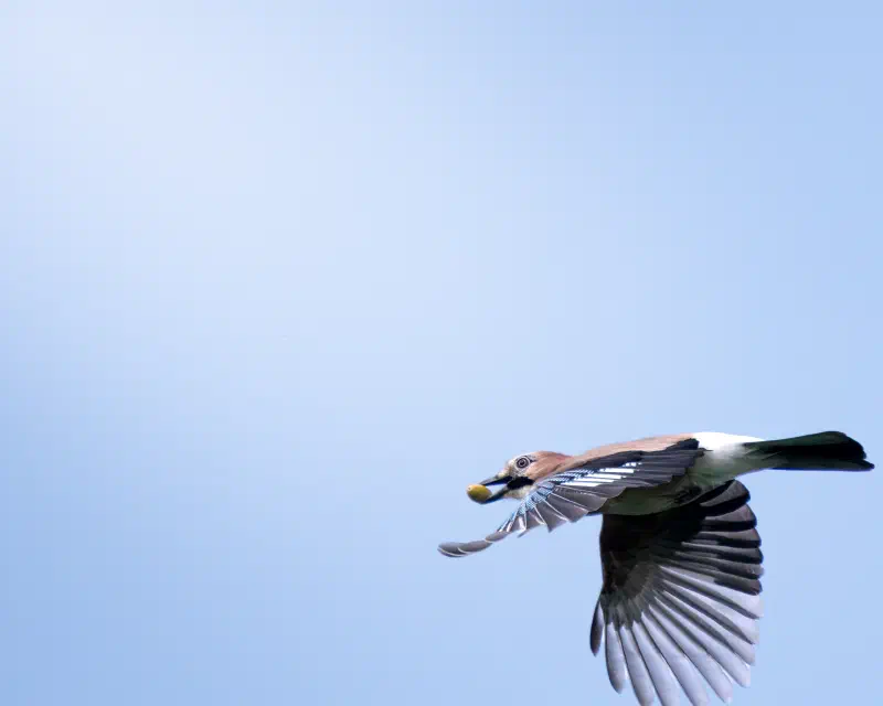 Eichelhäher (Garrulus glandarius)