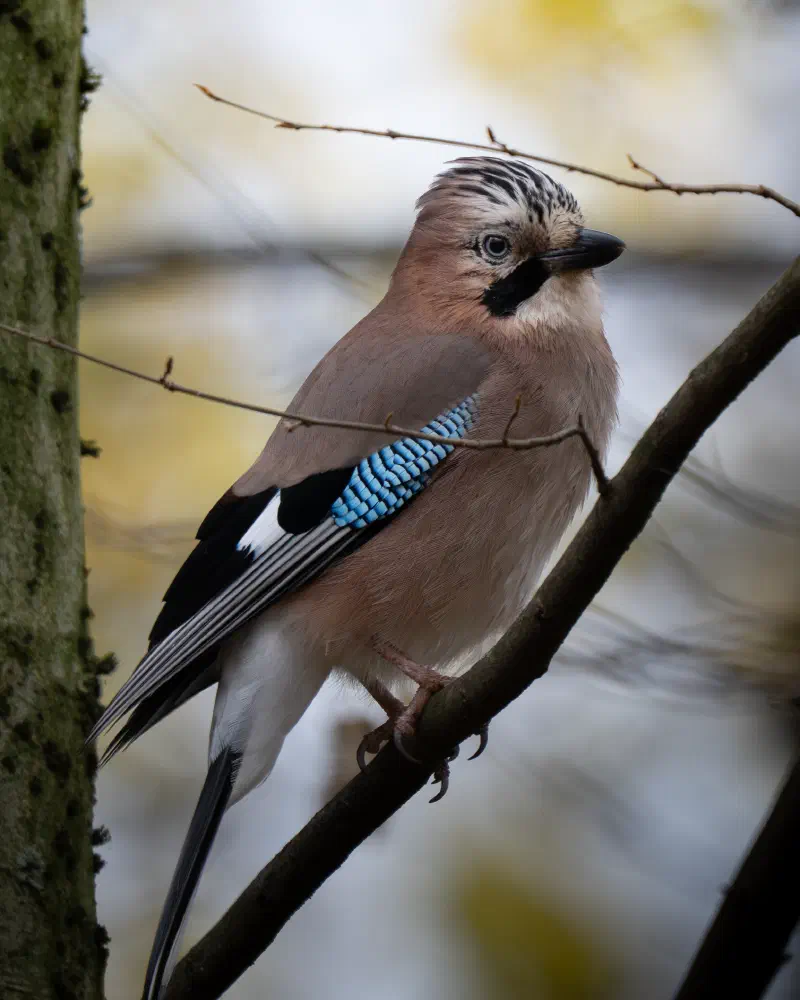Eichelhäher (Garrulus glandarius)