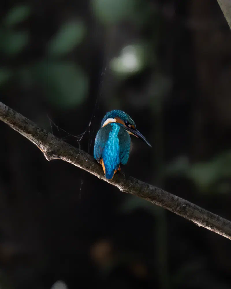 Eisvogel (Alcedo atthis)