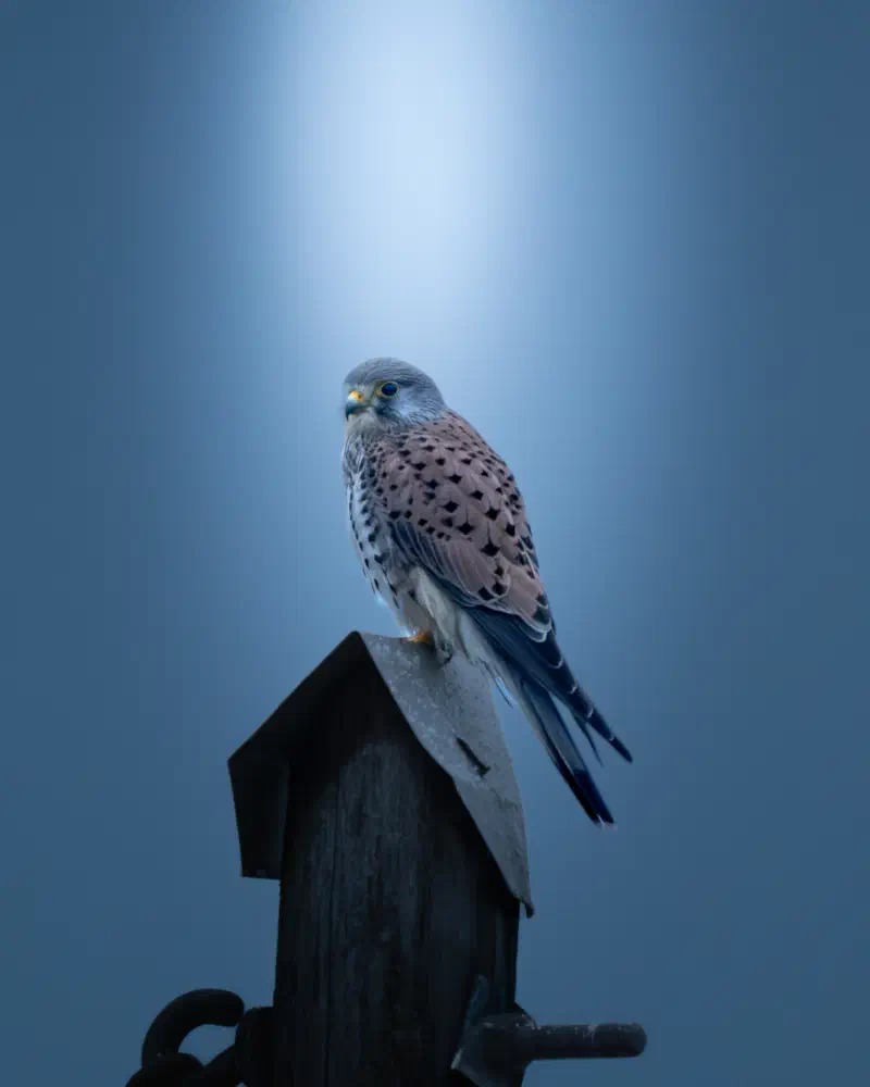 Turmfalke (Falco tinnunculus)