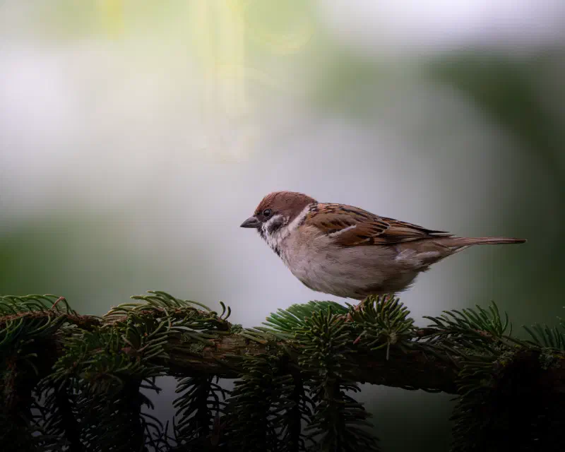 Feldsperling (Passer montanus)