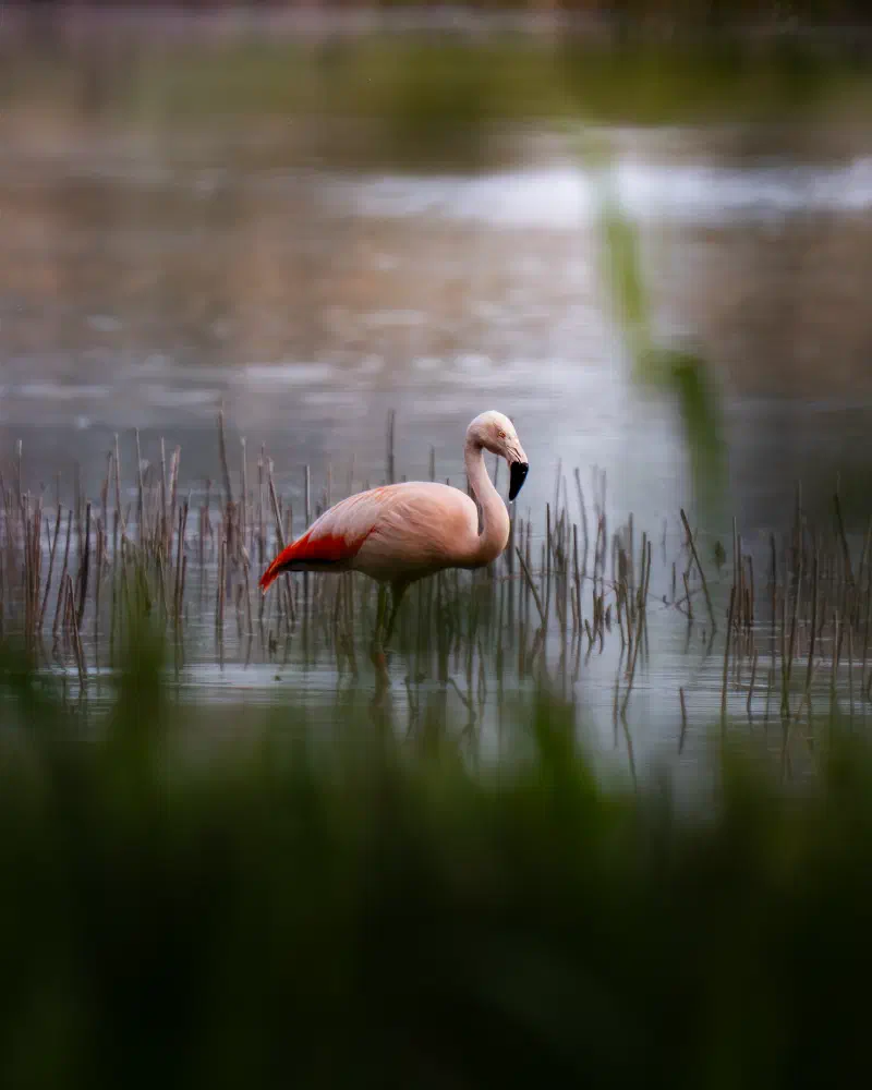 Chileflamingo (Phoenicopterus chilensis)