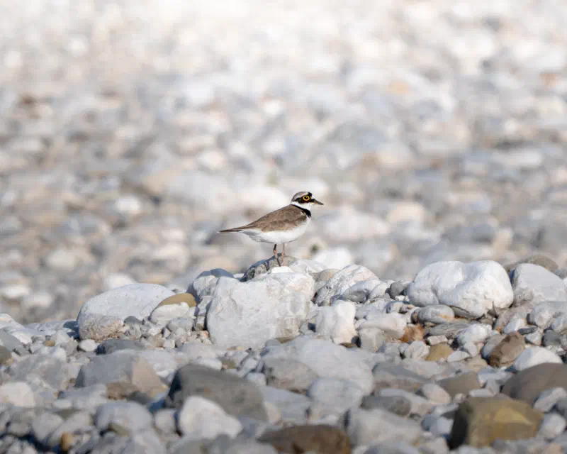 Flussregenpfeifer (Charadrius dubius)