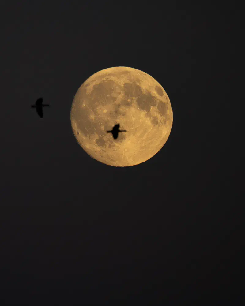 Graugänse vor dem Mond (Anser anser)