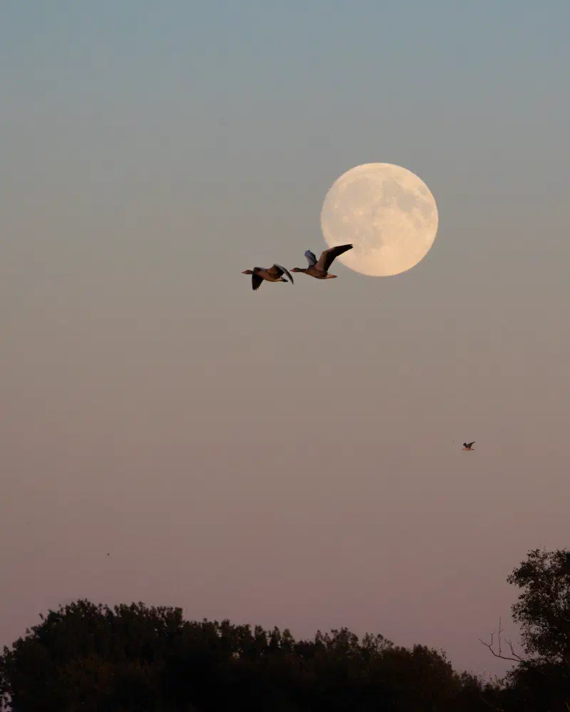 Graugänse vor dem Mond (Anser anser)