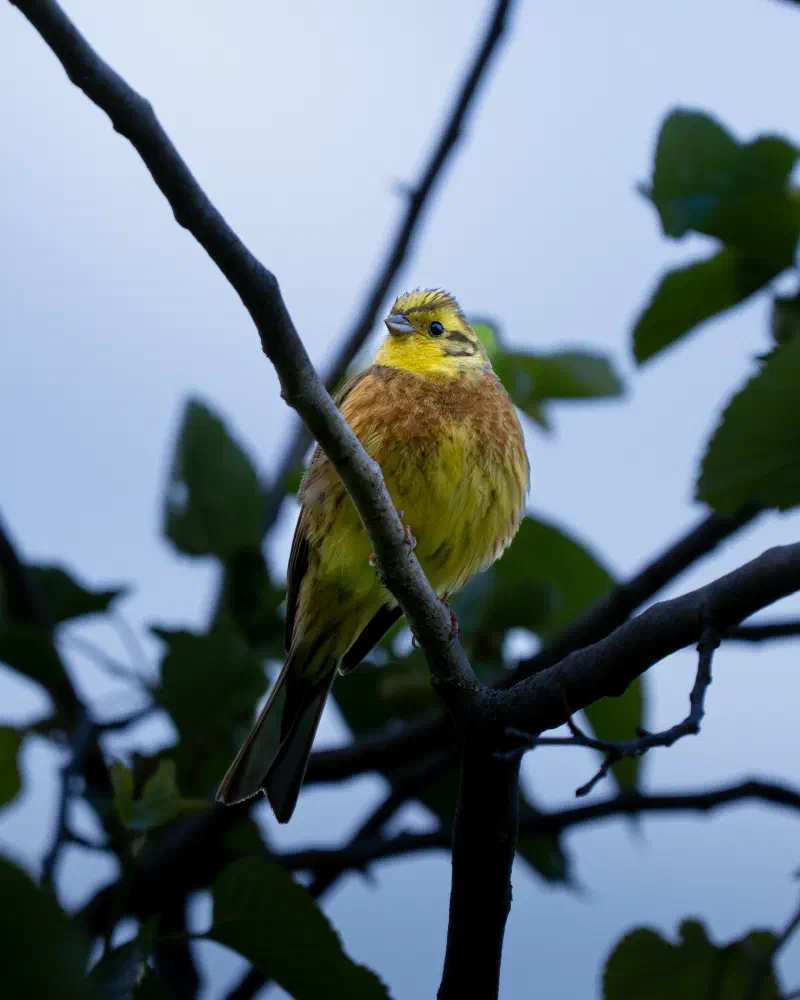 Goldammer (Emberiza citrinella)