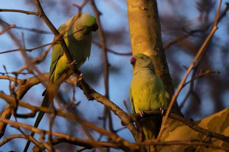 Halsbandsittich (Psittacula krameri)