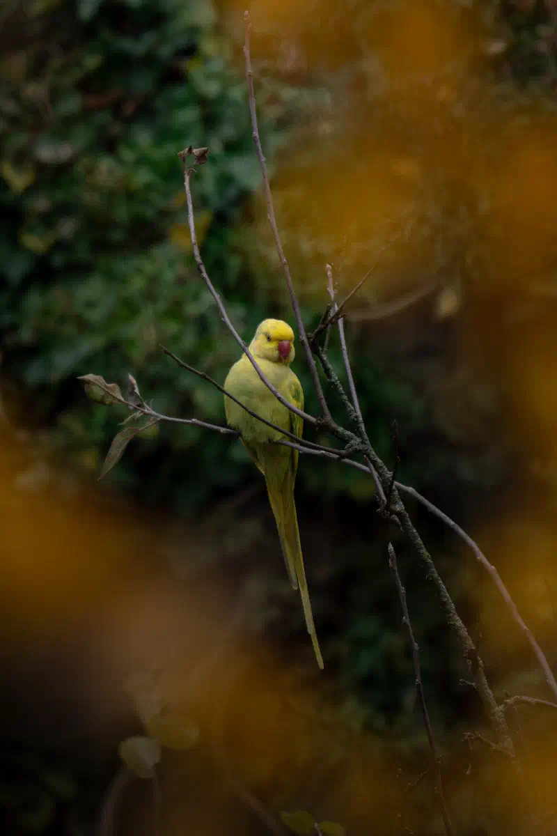 Halsbandsittich (Psittacula krameri)