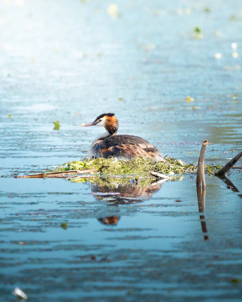 Haubentaucher (Podiceps cristatus)