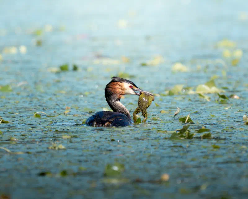 Haubentaucher (Podiceps cristatus)