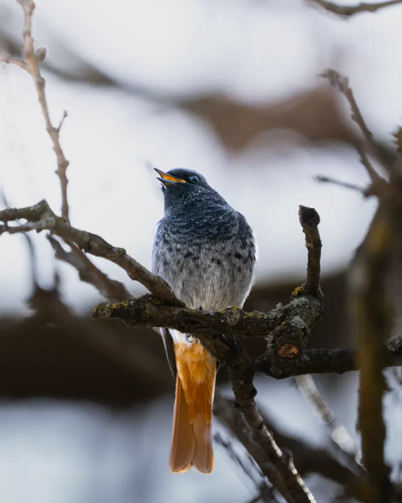 Hausrotschwanz (Phoenicurus phoenicurus)