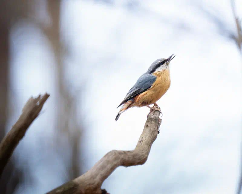 Kleiber (Sitta europaea)