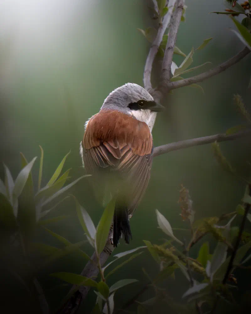 Neuntöter (Lanius collurio)