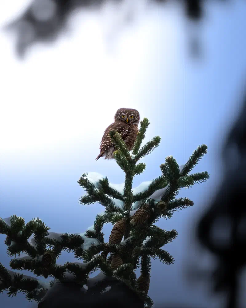 Sperlingskauz (Glaucidium passerinum)