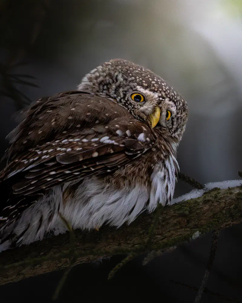 Sperlingskauz (Glaucidium passerinum)