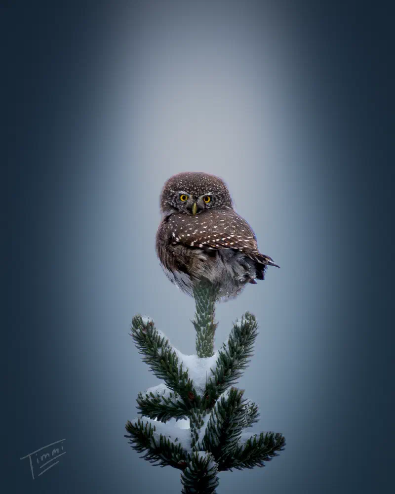 Sperlingskauz (Glaucidium passerinum)
