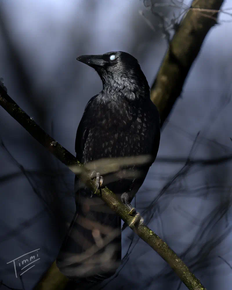 Rabenkrähe (Corvus corone)