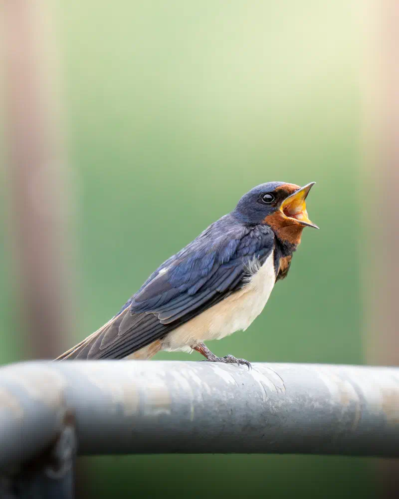 Rauchschwalbe (Hirundo rustica)
