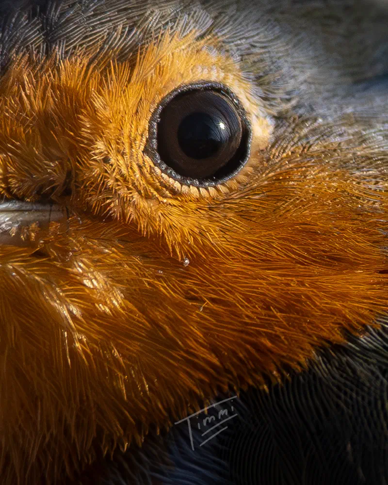 Rotkehlchen (Erithacus rubecula)