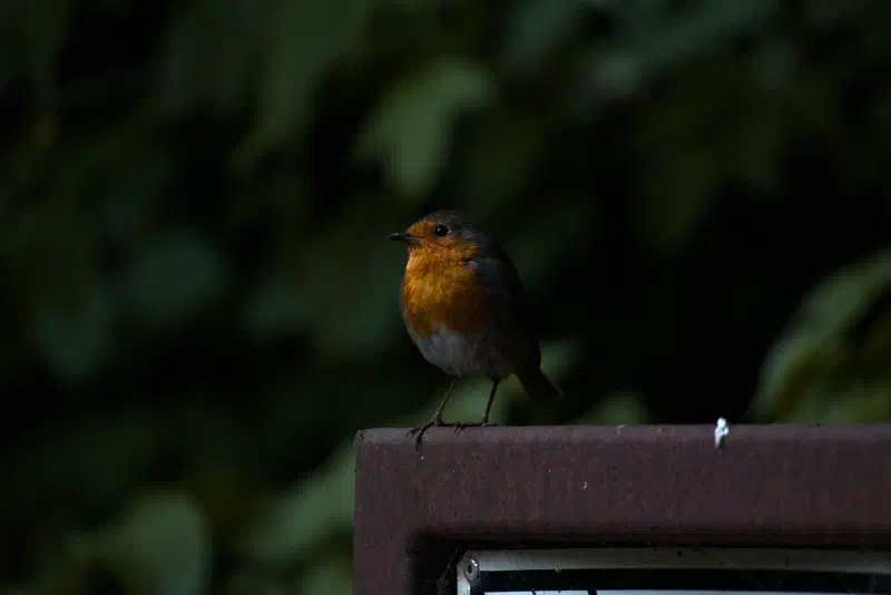 Rotkehlchen (Erithacus rubecula)
