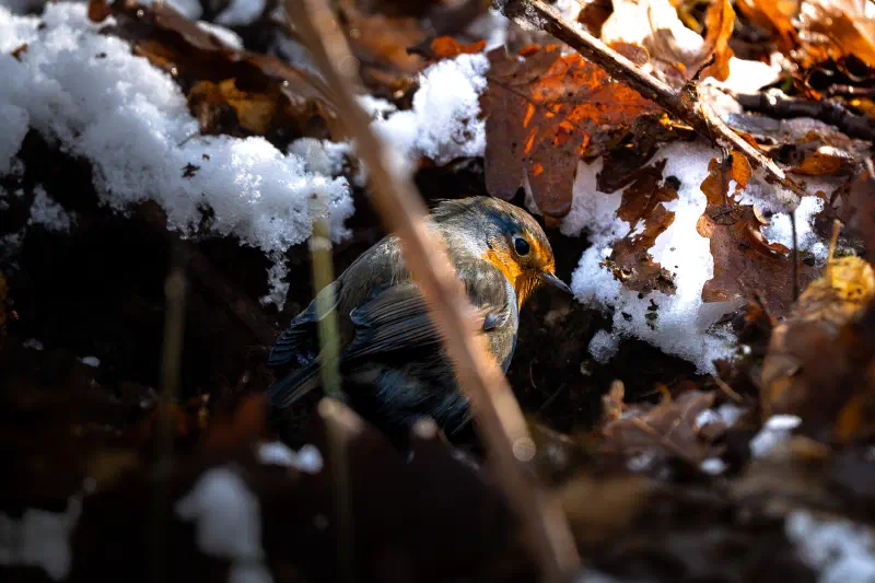 Rotkehlchen (Erithacus rubecula)