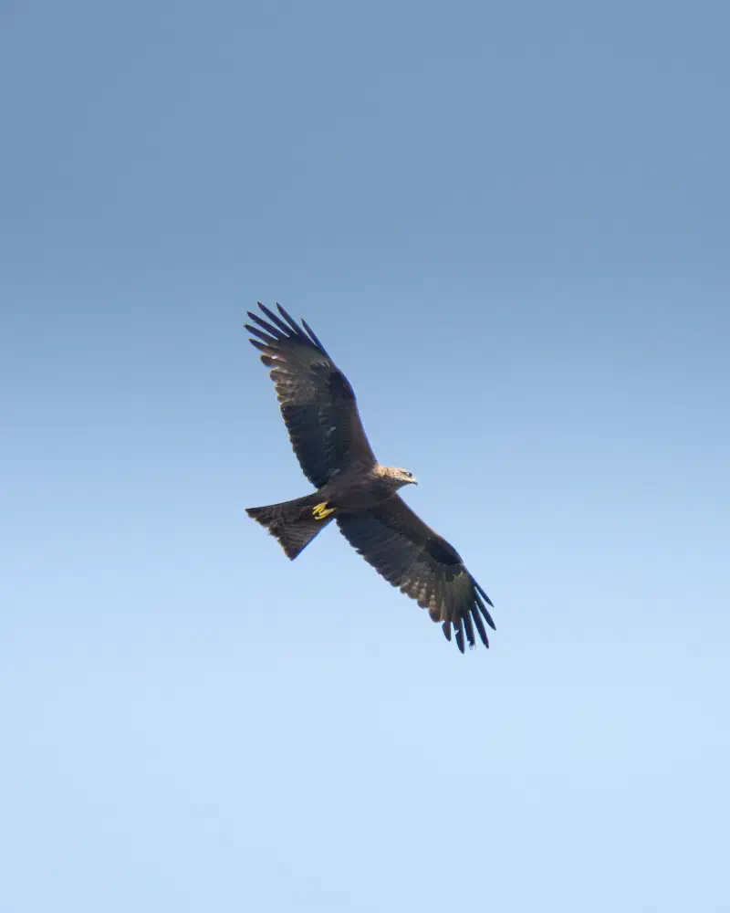 Rohrweihe (Circus aeruginosus)