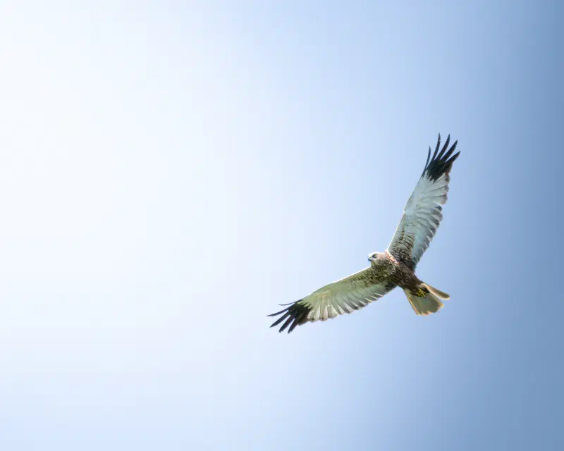 Rohrweihe (Circus aeruginosus)