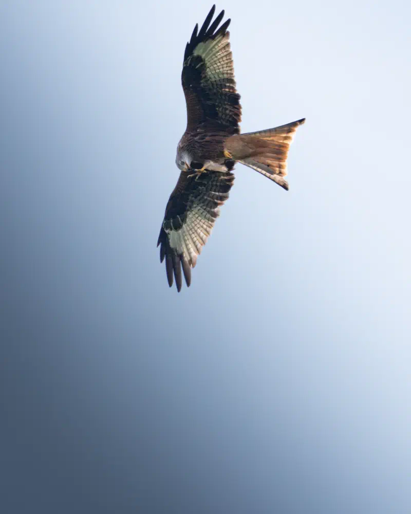 Rotmilan (Milvus milvus)