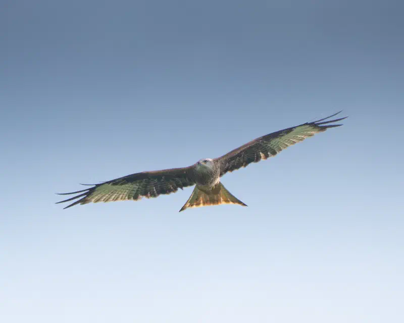 Rotmilan (Milvus milvus)