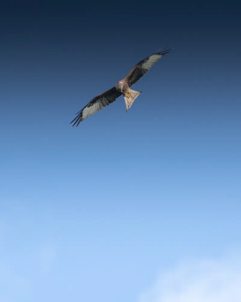 Rotmilan (Milvus milvus)