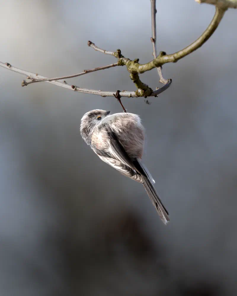 Schwanzmeise (Aegithalos caudatus)