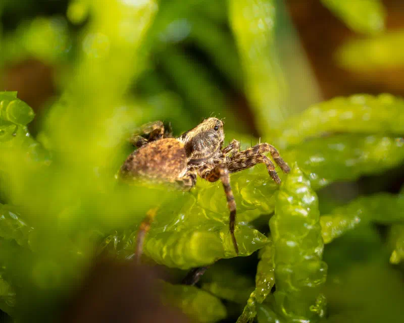 Laufwölfe unbestimmt (Pardosa spec.)