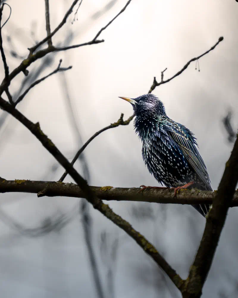 Star (Sturnus vulgaris)