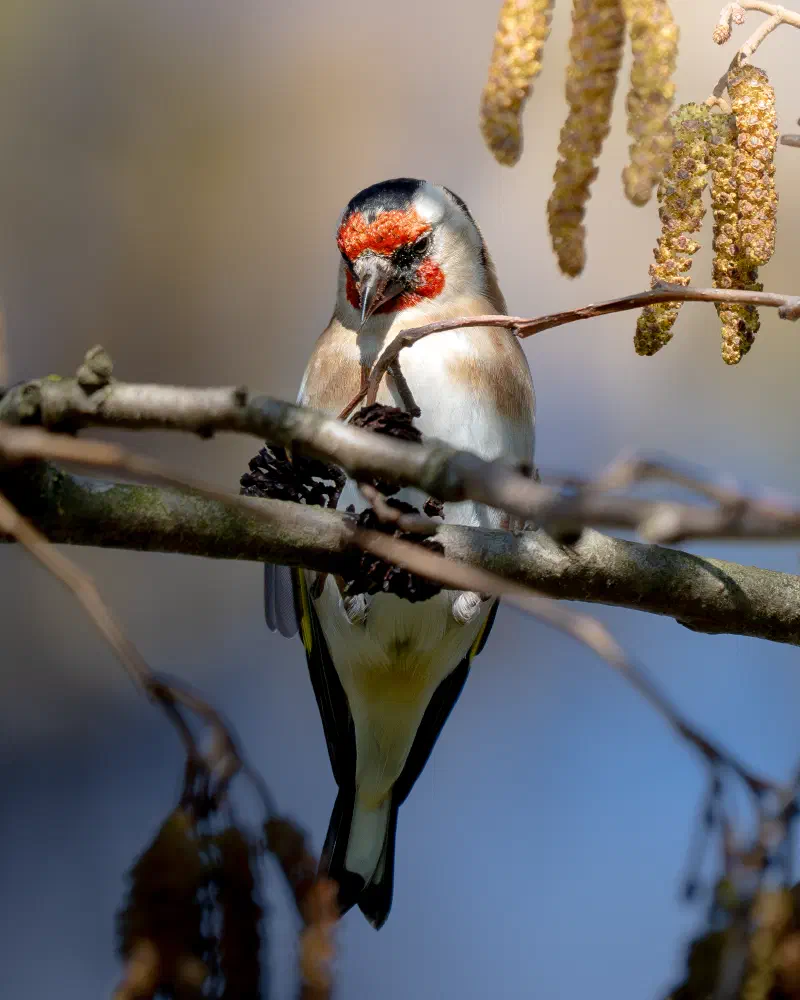 Stieglitz (Carduelis carduelis)