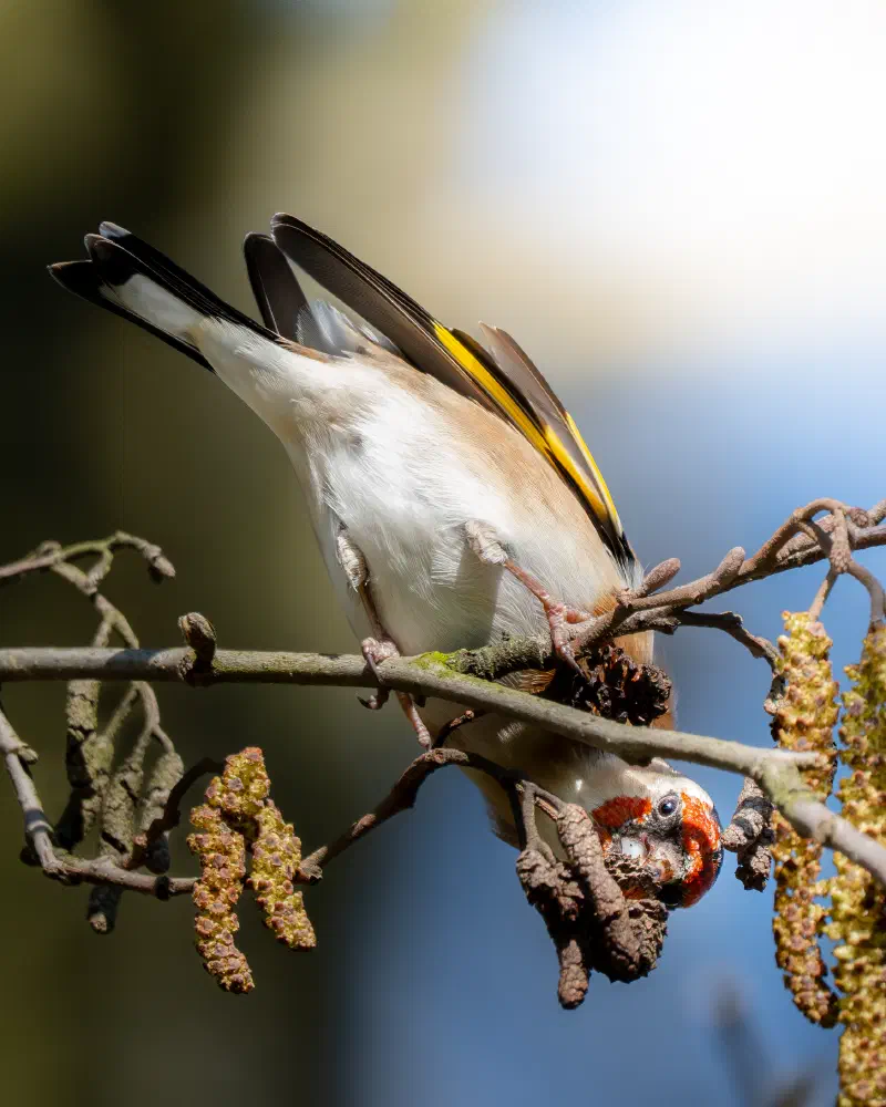 Stieglitz (Carduelis carduelis)