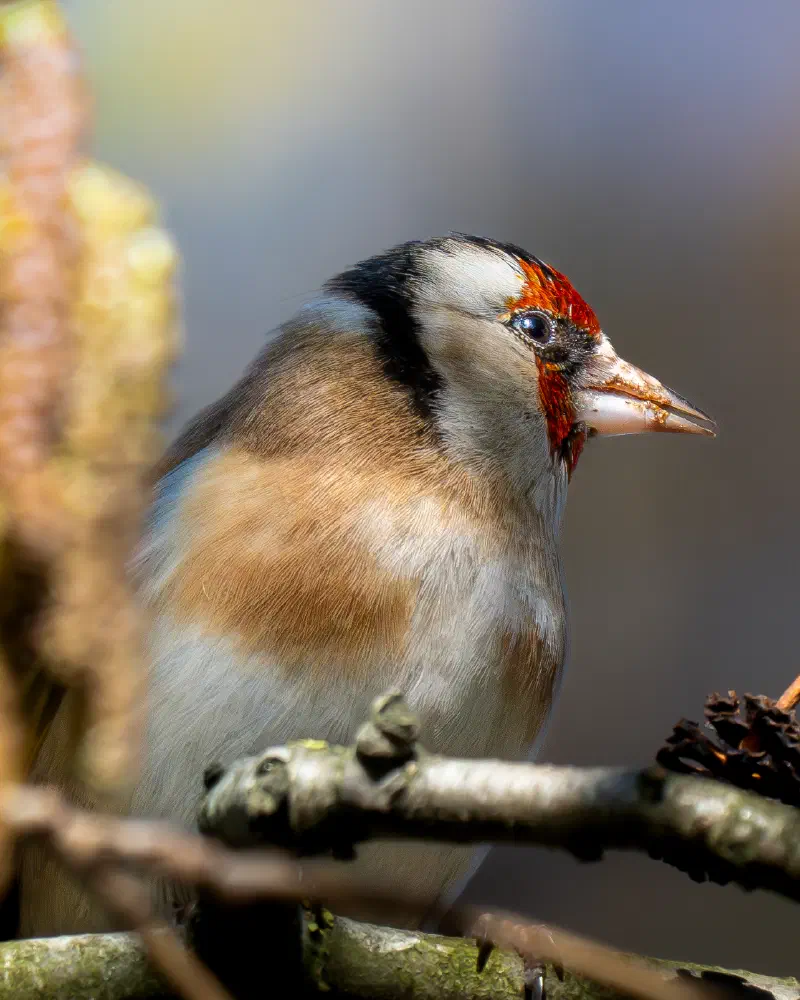Stieglitz (Carduelis carduelis)